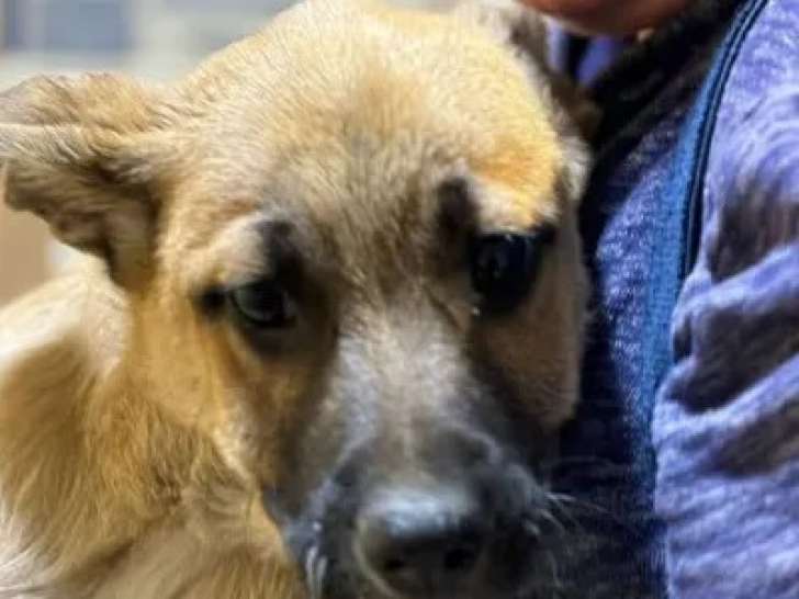 EDDI, chiot à l'adoption