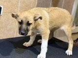 EDDI, chiot à l'adoption