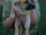 EDDI, chiot à l'adoption