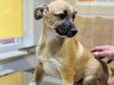 EDDI, chiot à l'adoption