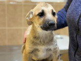 MIKE : urgence adoption