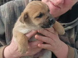 MIKE : urgence adoption