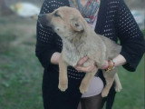 MIKE : urgence adoption