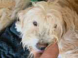 LUCKY à l'adoption
