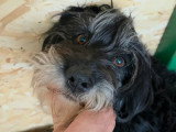 Anna Mary à l'adoption