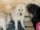 Lady-Sunshine : à l'adoption