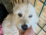 Lady-Sunshine : à l'adoption