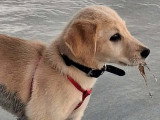 Adoption disponible : chiot femelle beige de 4 mois