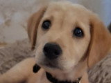 Adoption disponible : chiot femelle beige de 4 mois