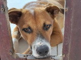 À la recherche d'une famille : chien d'un an