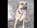 Chien Berger Créole au pelage fauve charbonné de 5 ans à la recherche d'une famille