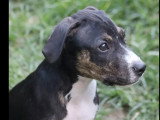 Chiot mâle Berger Créole de 3 mois au pelage noir et feu disponible à l'adoption