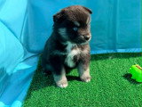 Chiots Pomsky Toy à vendre