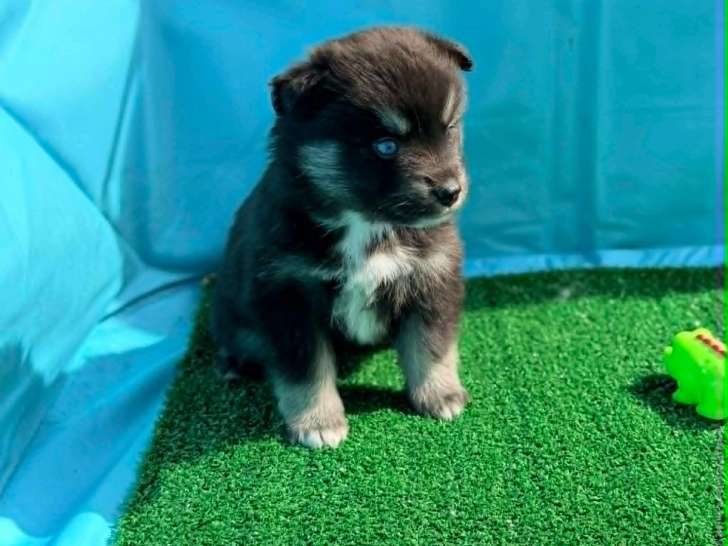 Chiots Pomsky Toy à vendre
