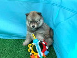 Chiots Pomsky Toy à vendre