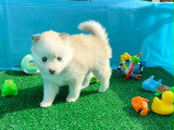 Chiots Pomsky Toy à vendre