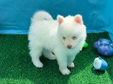 Chiots Pomsky Toy à vendre
