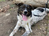 Chiot femelle de 7 mois au pelage blanc et noir en attente d'adoption