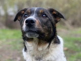 Chiot femelle de 7 mois au pelage blanc et noir en attente d'adoption