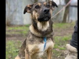 Chiot femelle de 7 mois au pelage noir et beige prête pour l'adoption