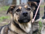 Chiot femelle de 7 mois au pelage noir et beige prête pour l'adoption