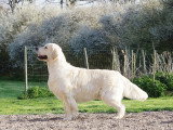 Chien mâle Golden Retriever LOF disponible pour saillie