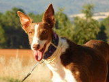 Siver, adorable Podenco affectueux de 6 ans à adopter en association