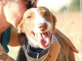 Siver, adorable Podenco affectueux de 6 ans à adopter en association