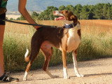 Siver, adorable Podenco affectueux de 6 ans à adopter en association