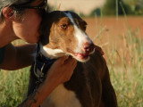 Siver, adorable Podenco affectueux de 6 ans à adopter en association
