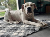 Odin, Dogue Argentin à adopter en association