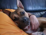 Oden, croisé Staffie à adopter en association