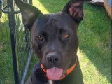 Rocco, croisé Labrador à adopter en association