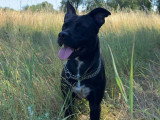 Rocco, croisé Labrador à adopter en association