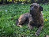Ruby, chienne Labrador croisée Cane Corso à adopter en association