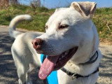 Taiga, chienne croisée Husky à adopter en association