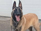 Vanille, chienne Malinois à adopter en association