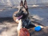 Vanille, chienne Malinois à adopter en association