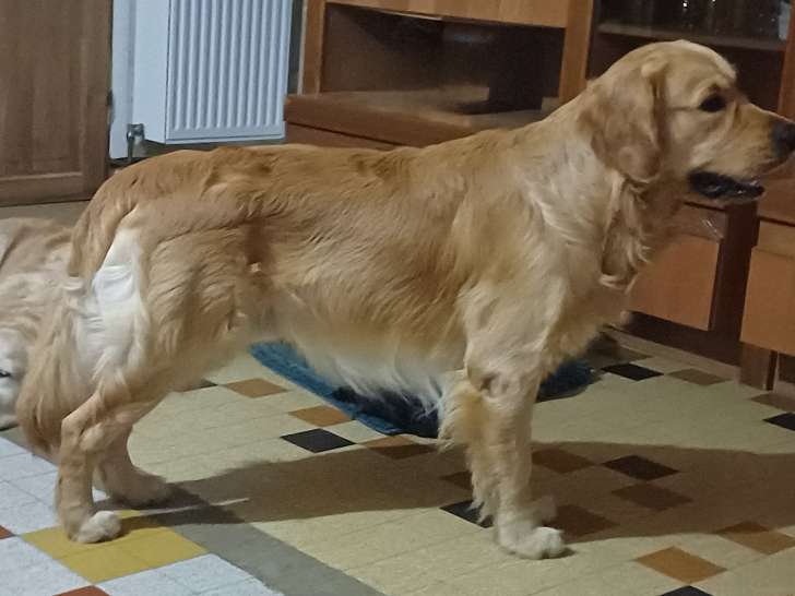 Usko de la tribu de cookenjab Fauve orangé