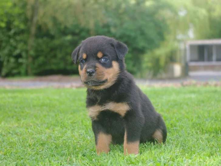 4 chiots Rottweiler LOF à réserver pour mai 2026