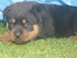 4 chiots Rottweiler LOF à réserver pour mai 2026
