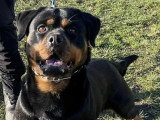 4 chiots Rottweiler LOF à réserver pour mai 2026