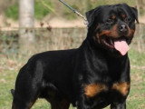 4 chiots Rottweiler LOF à réserver pour mai 2026