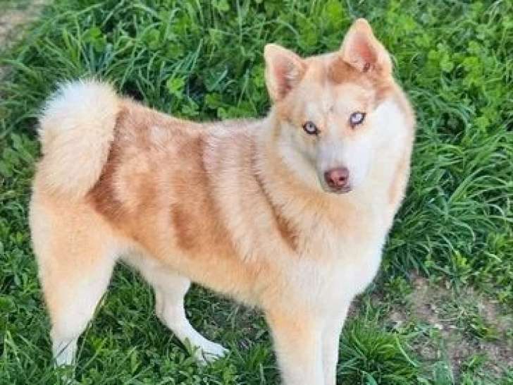 Chiot Pomsky mâle non LOF à vendre né en mars 2025