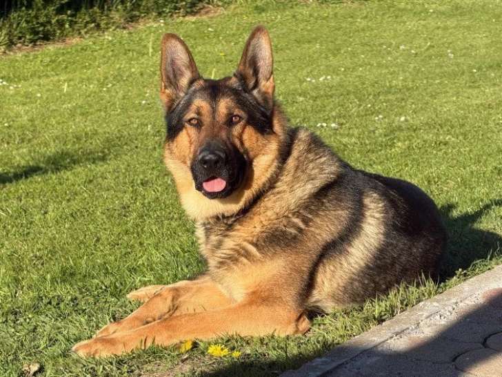 Berger Allemand mâle gris loup 2 ans inscrit au LOF à vendre