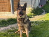 Berger Allemand mâle gris loup 2 ans inscrit au LOF à vendre