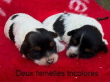 2 chiots femelles Yorkshire Biewer non LOF à réserver