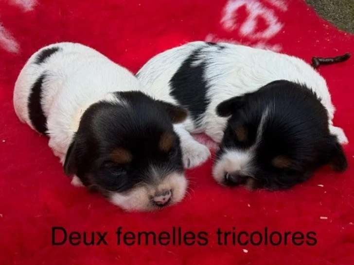 2 chiots femelles Yorkshire Biewer non LOF à réserver