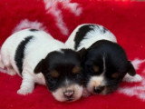2 chiots femelles Yorkshire Biewer non LOF à réserver