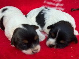 2 chiots femelles Yorkshire Biewer non LOF à réserver